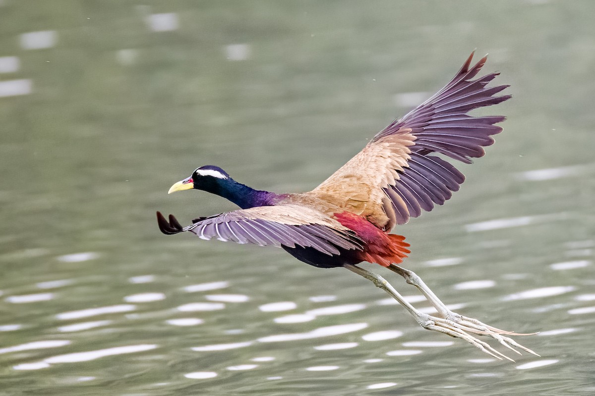 Bronze-winged Jacana - ML640207121