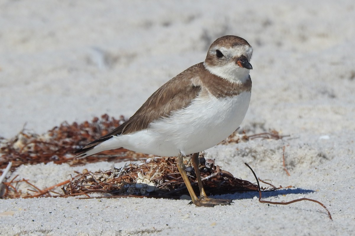 Semipalmated Plover - ML640207127