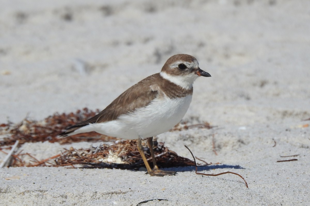 Semipalmated Plover - ML640207128