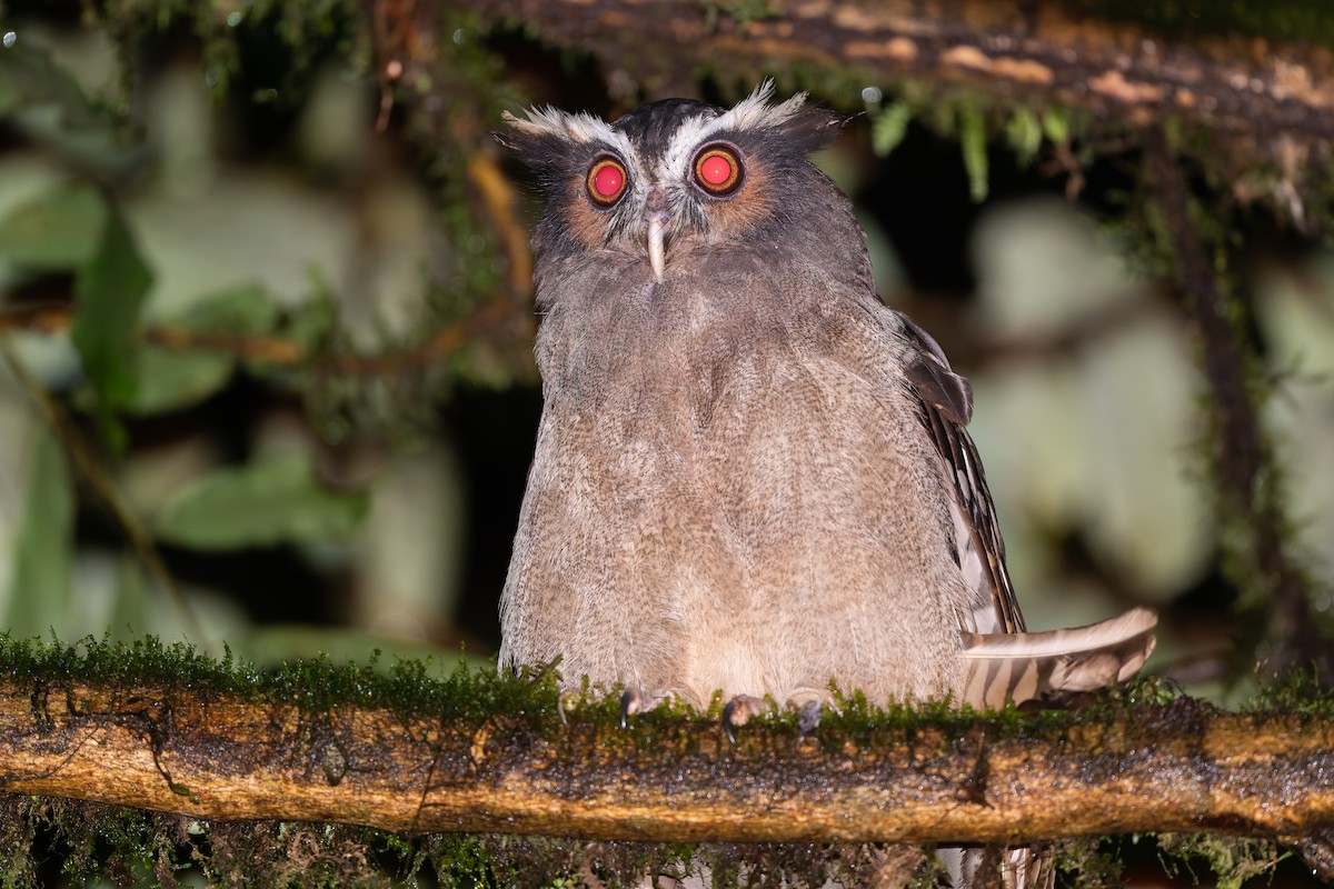 Crested Owl - ML640207132