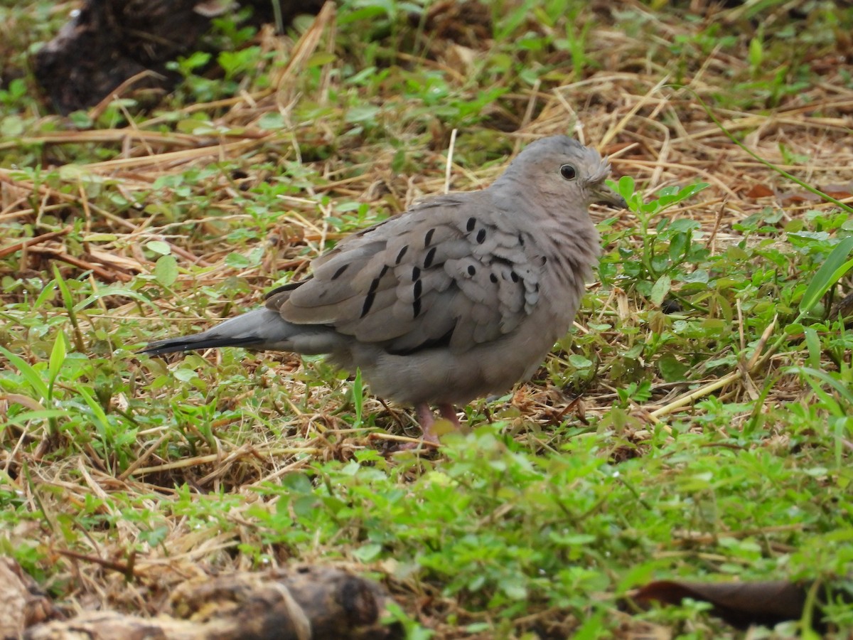Ecuadorian Ground Dove - ML640207134