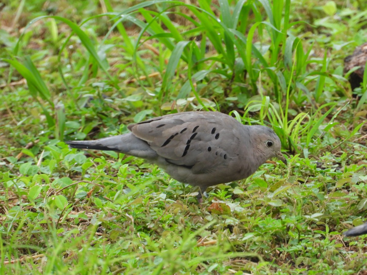Ecuadorian Ground Dove - ML640207135
