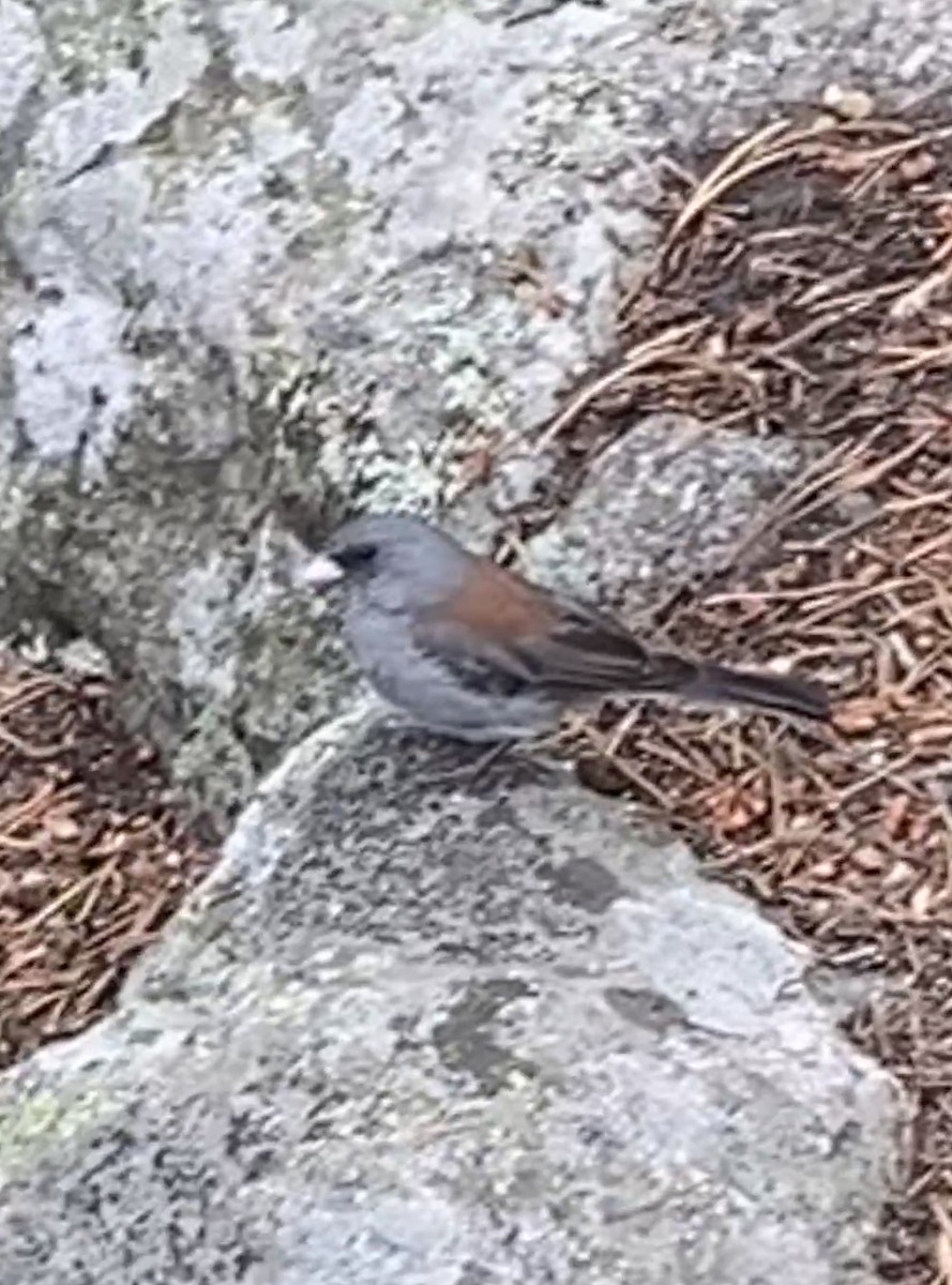 Dark-eyed Junco (Gray-headed) - ML640207156