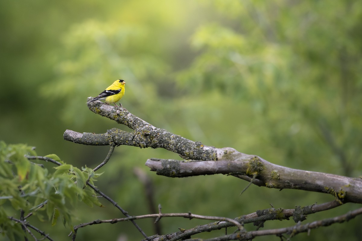 American Goldfinch - ML640207179