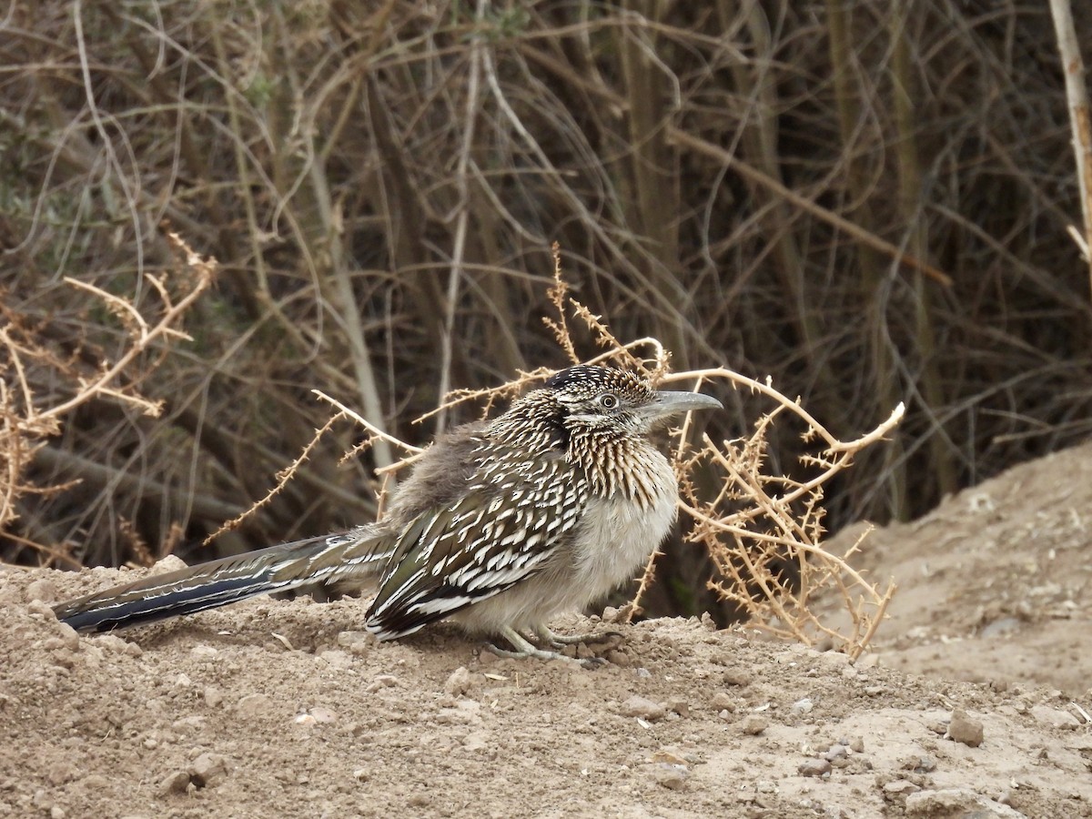 Greater Roadrunner - ML640207188