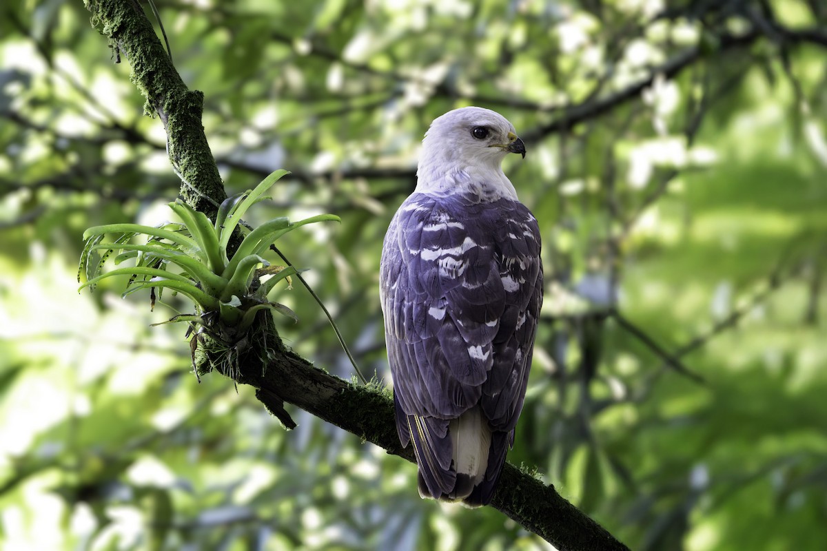 White-necked Hawk - ML640207325