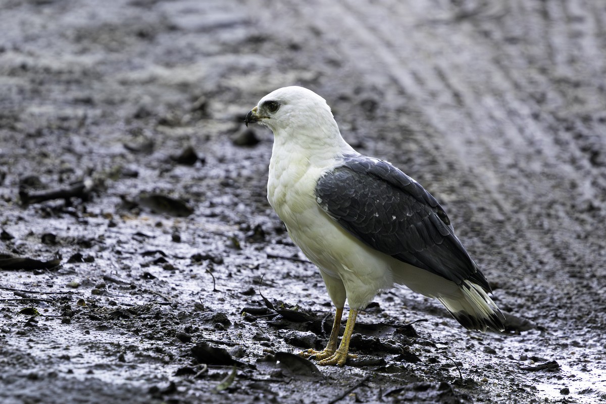 White-necked Hawk - ML640207326