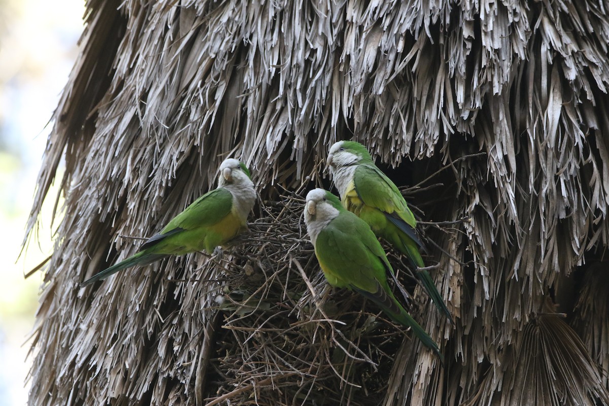 Monk Parakeet - ML640207328