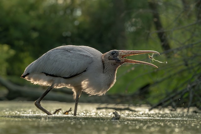 Wisconsin, United States - eBird