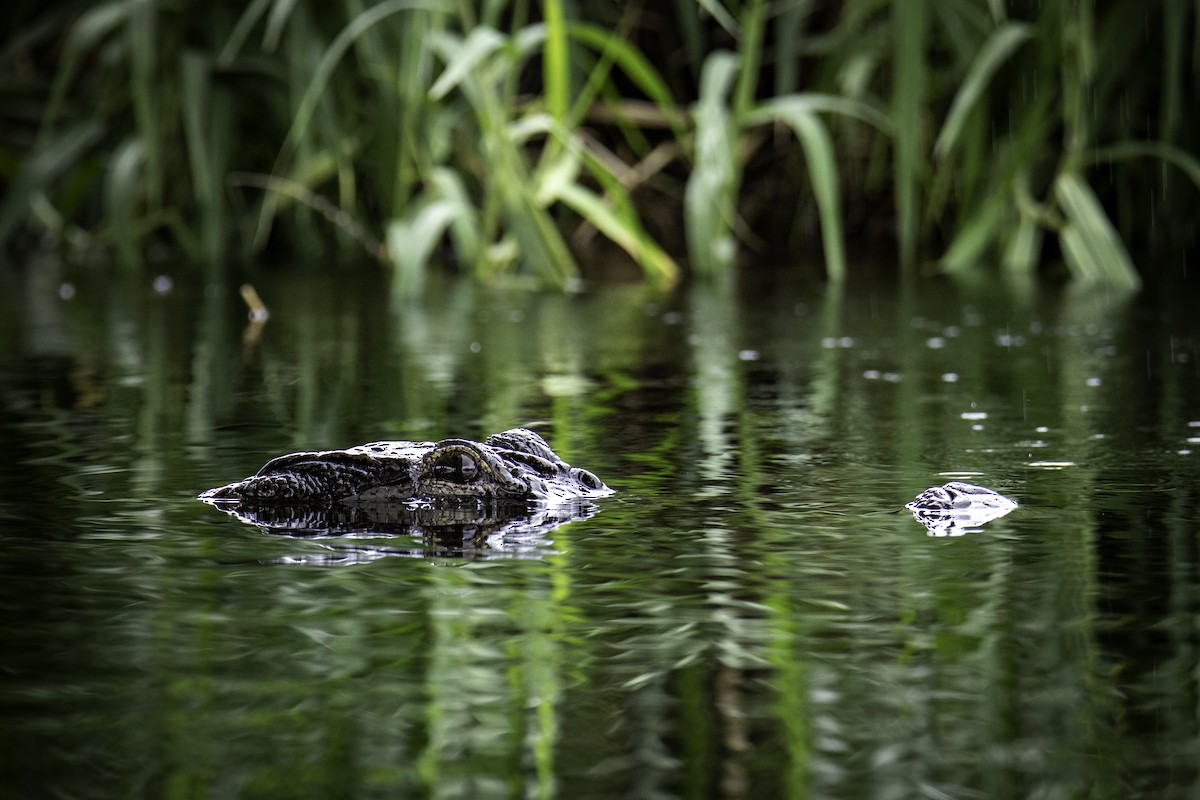 American Alligator - ML640207374