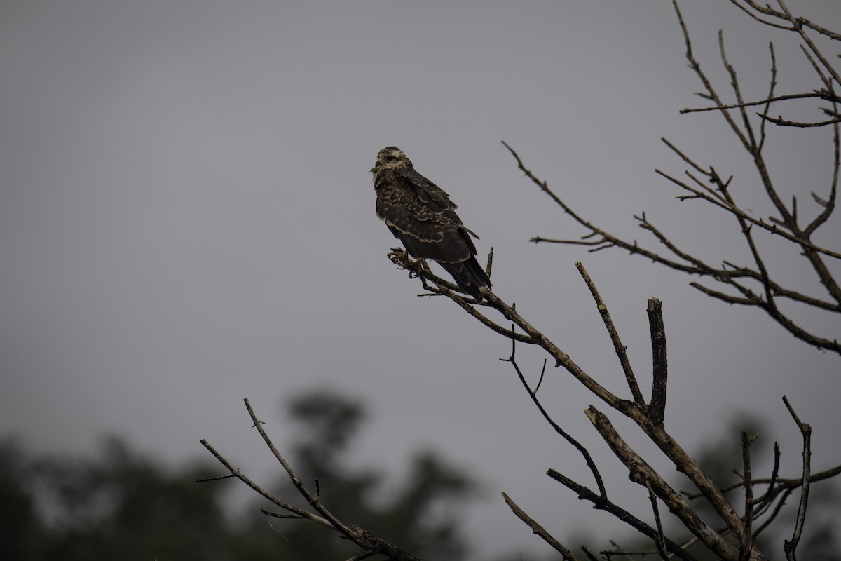 Snail Kite - ML640207392