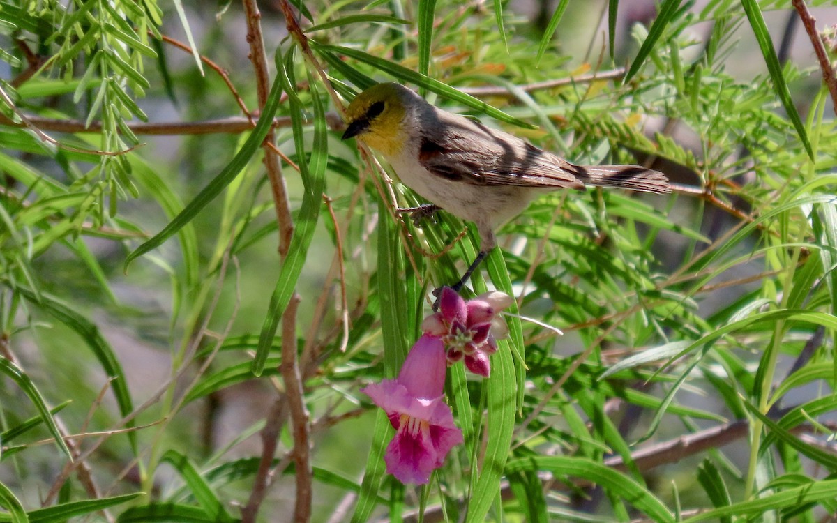 Verdin - ML640207428