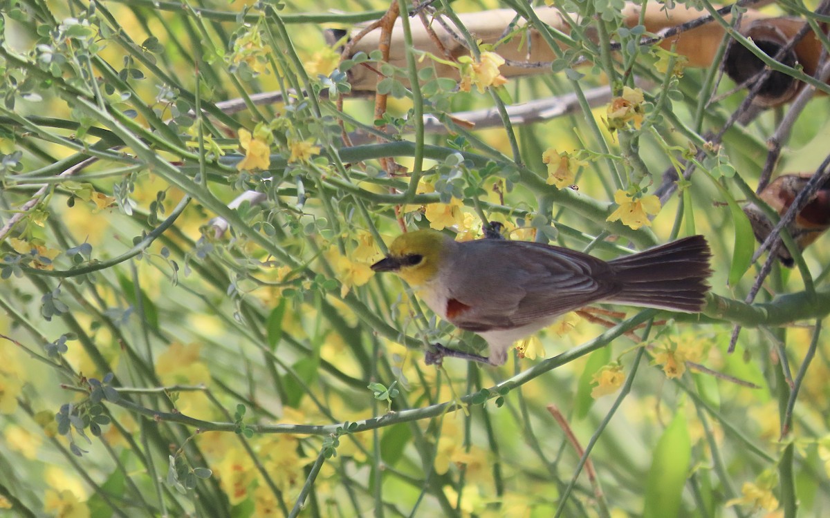 Verdin - ML640207434
