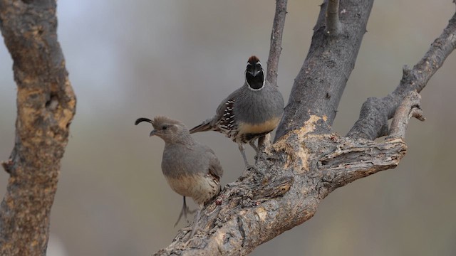 Gambel's Quail - ML640207436
