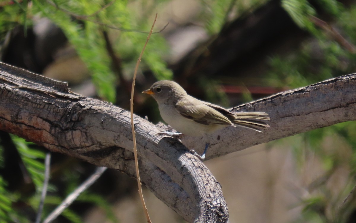 Verdin - ML640207440