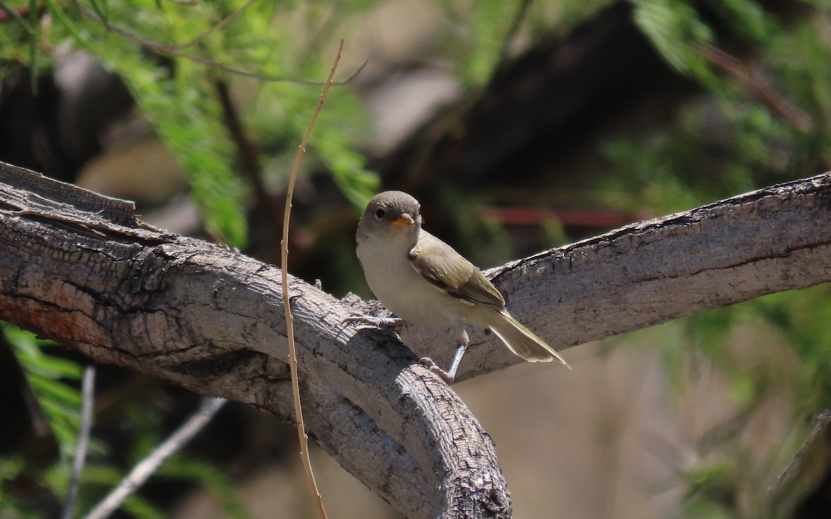 Verdin - ML640207443