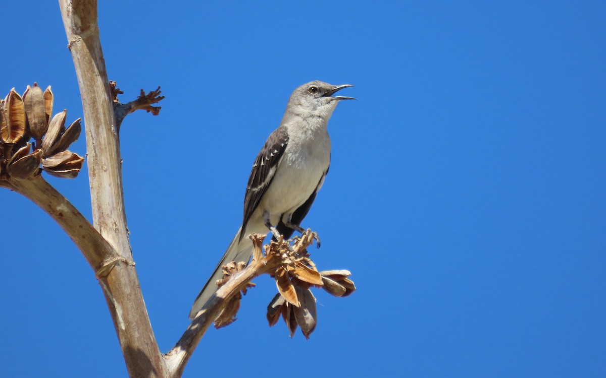Northern Mockingbird - ML640207446