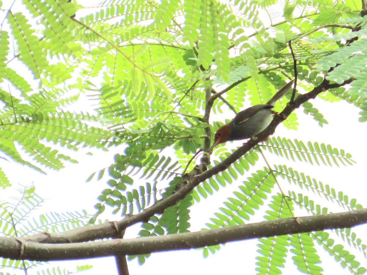 Grauschneidervogel - ML640207478