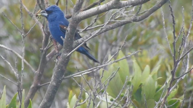 Blue Grosbeak - ML640207481