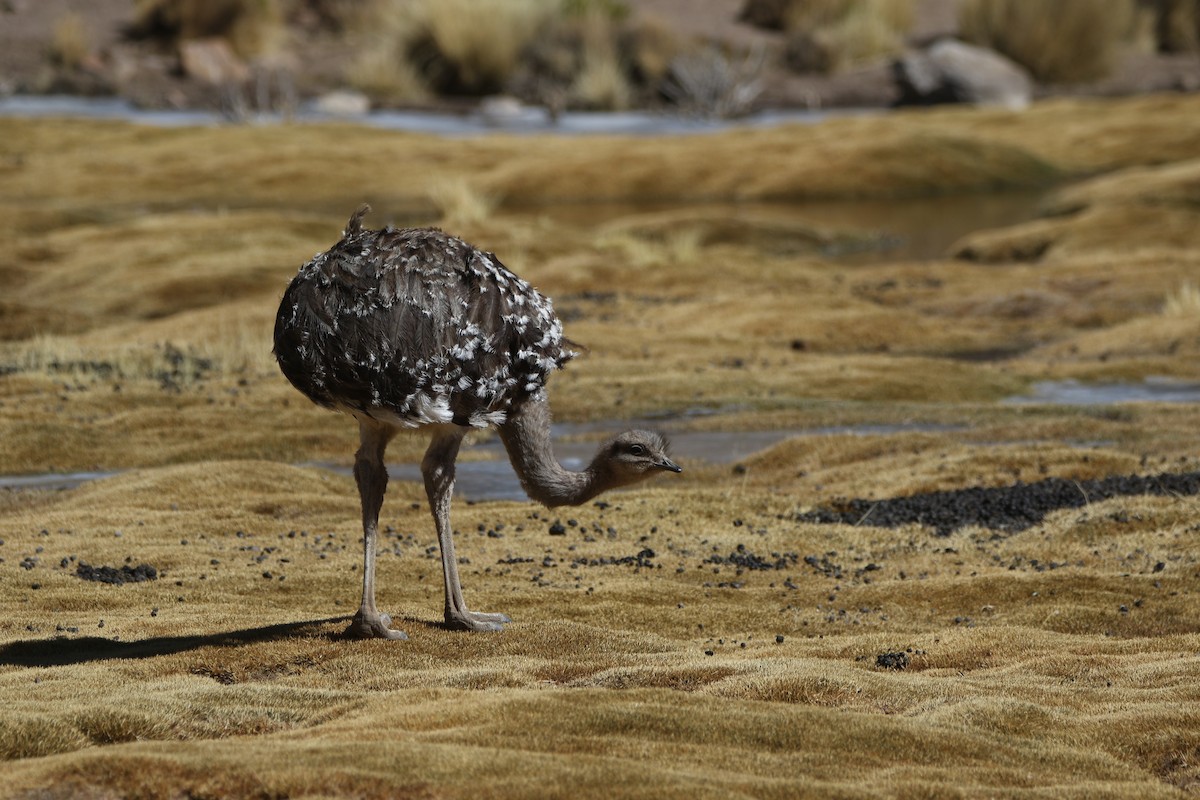 Lesser Rhea - ML640207490