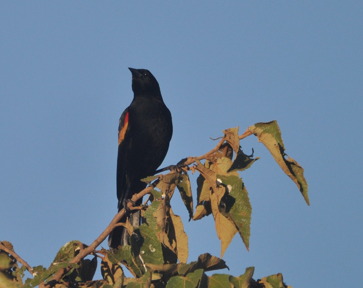 Red-winged Blackbird - ML640207493