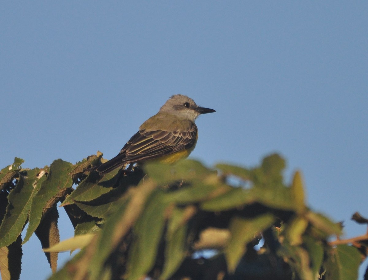 Tropical Kingbird - ML640207507