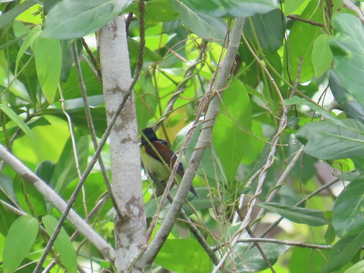 Braunkehl-Nektarvogel - ML640207550