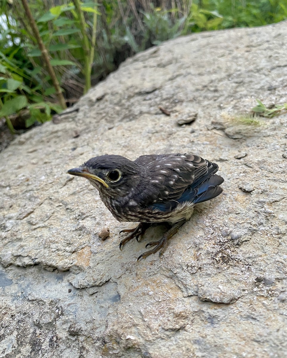 Eastern Bluebird - ML640207560