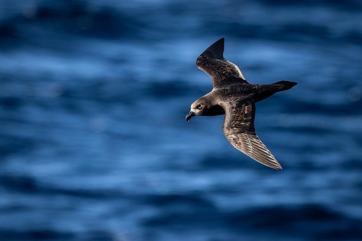 Gray-faced Petrel - ML640207578