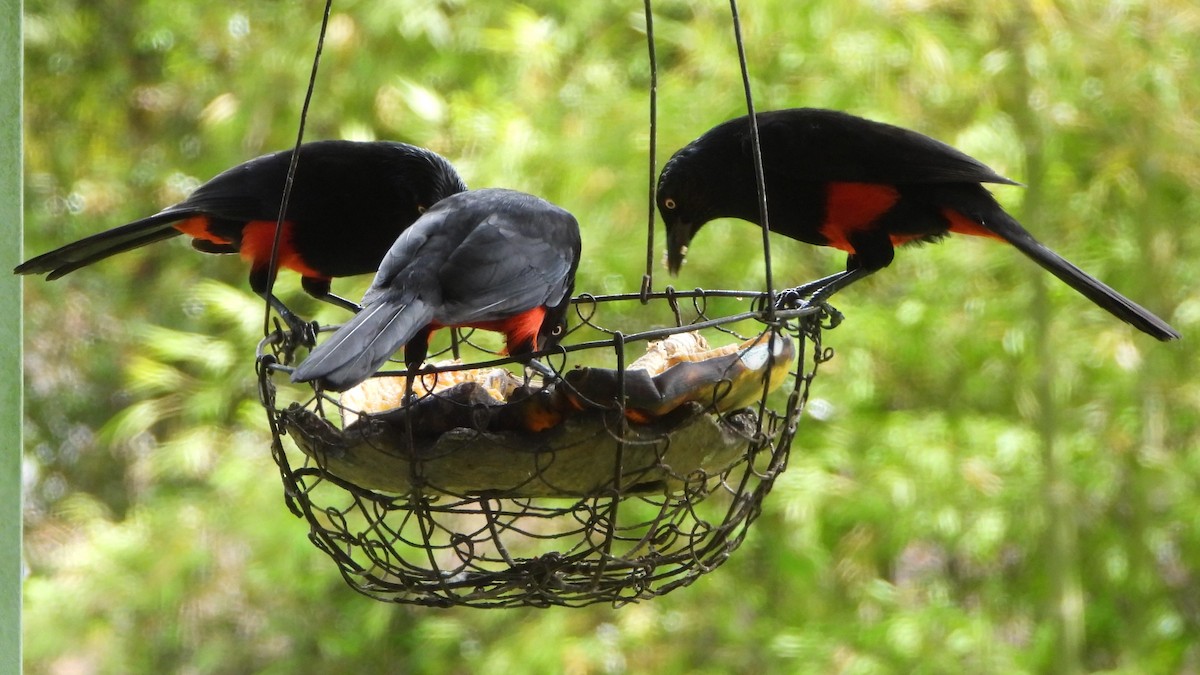 Red-bellied Grackle - ML640207581