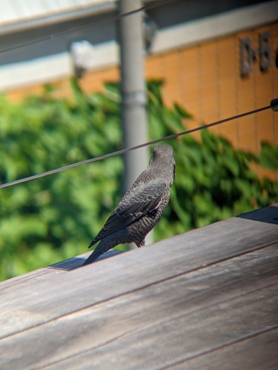 Blue Rock-Thrush - ML640207607