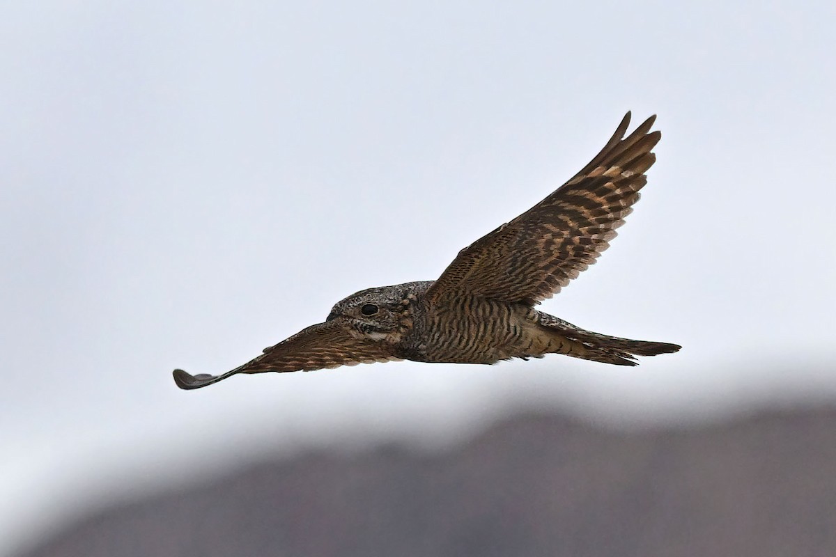 Lesser Nighthawk - ML640207612