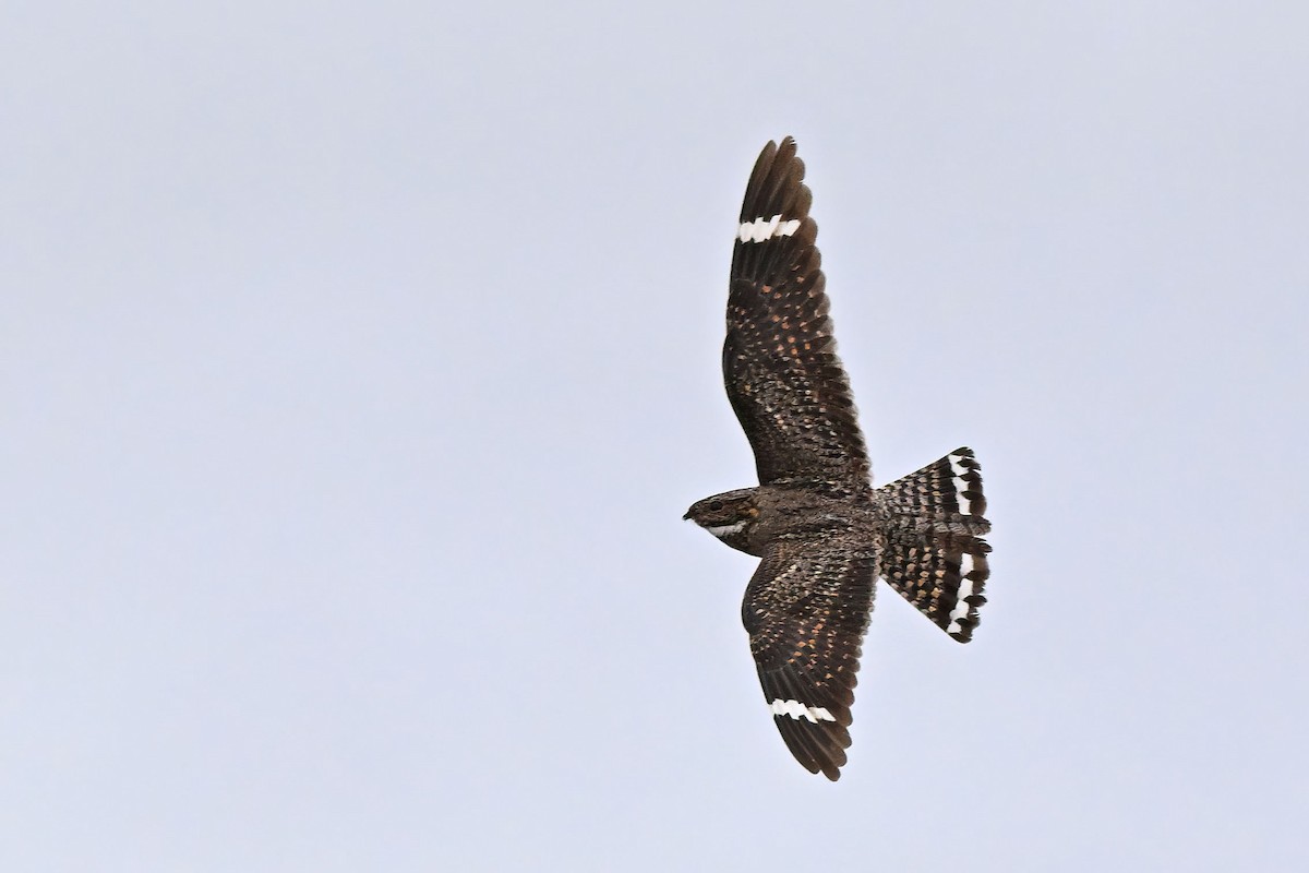 Lesser Nighthawk - ML640207615