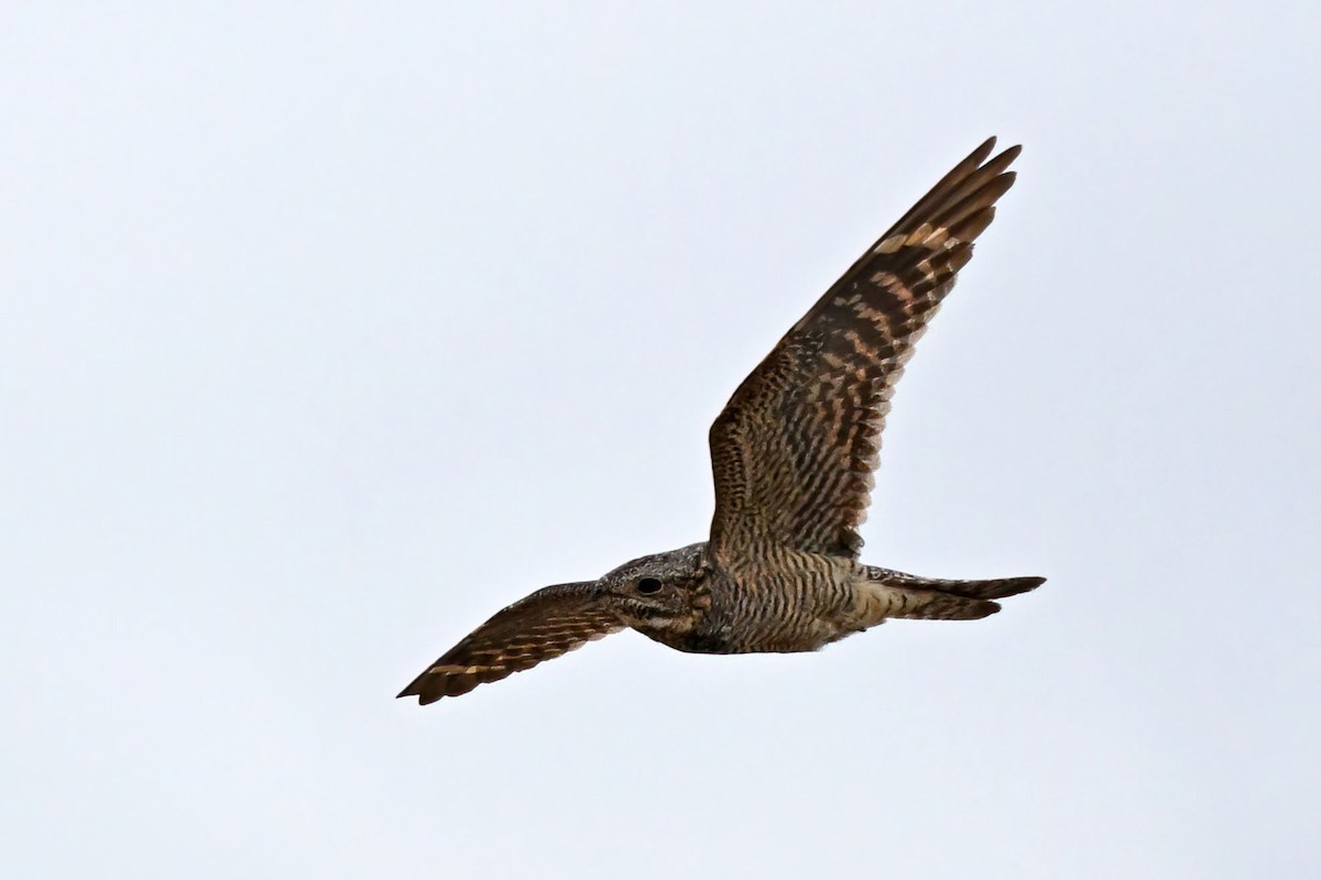 Lesser Nighthawk - ML640207616
