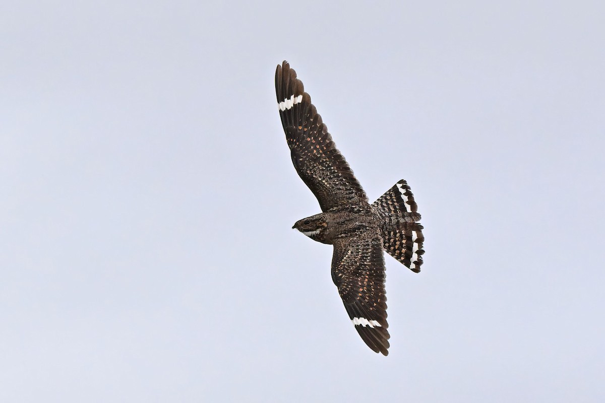 Lesser Nighthawk - ML640207618