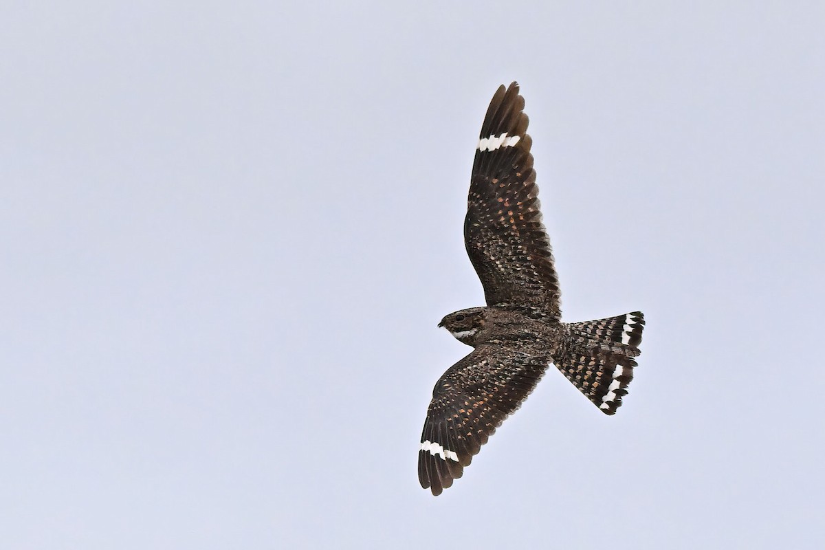 Lesser Nighthawk - ML640207619