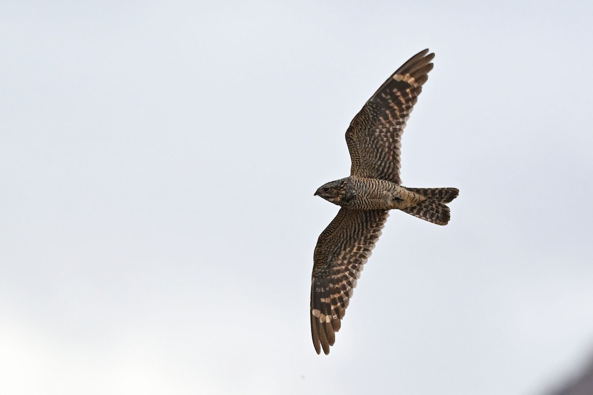 Lesser Nighthawk - ML640207620