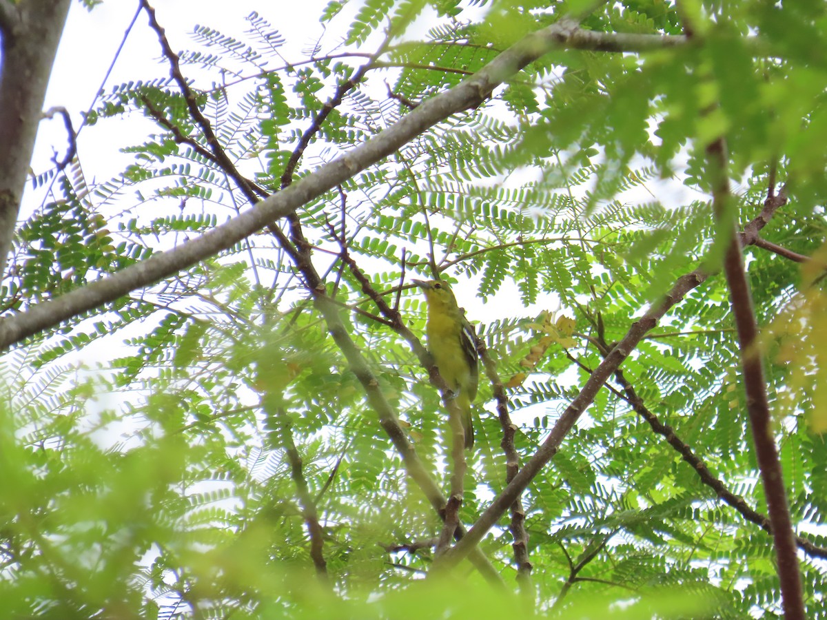 Garteniora - ML640207621