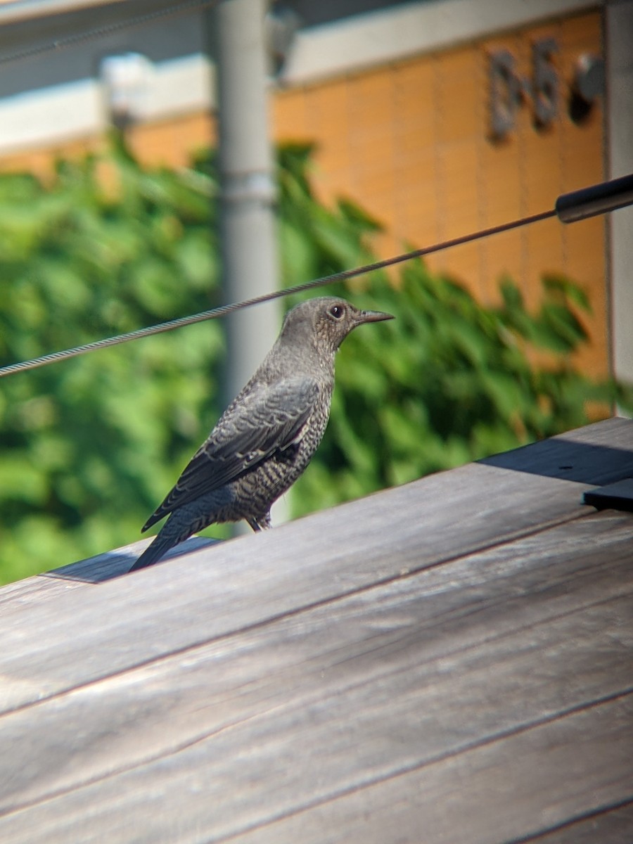 Blue Rock-Thrush - ML640207639