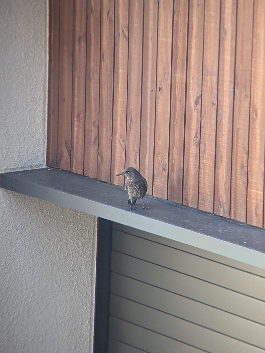 Blue Rock-Thrush - ML640207647