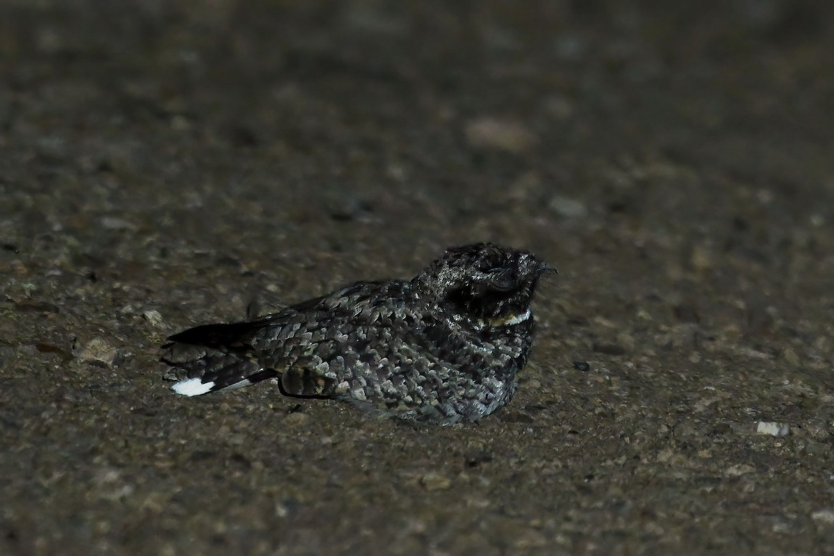 Common Poorwill - ML640207665