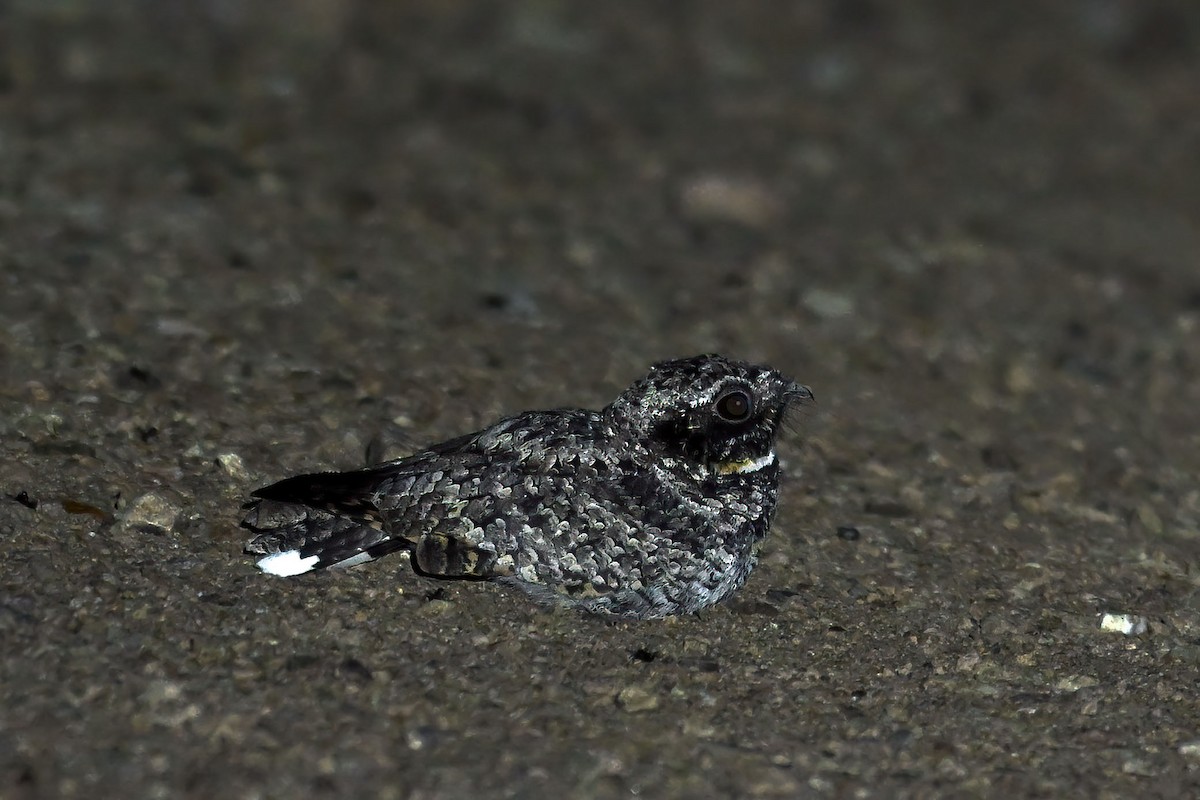 Common Poorwill - ML640207666