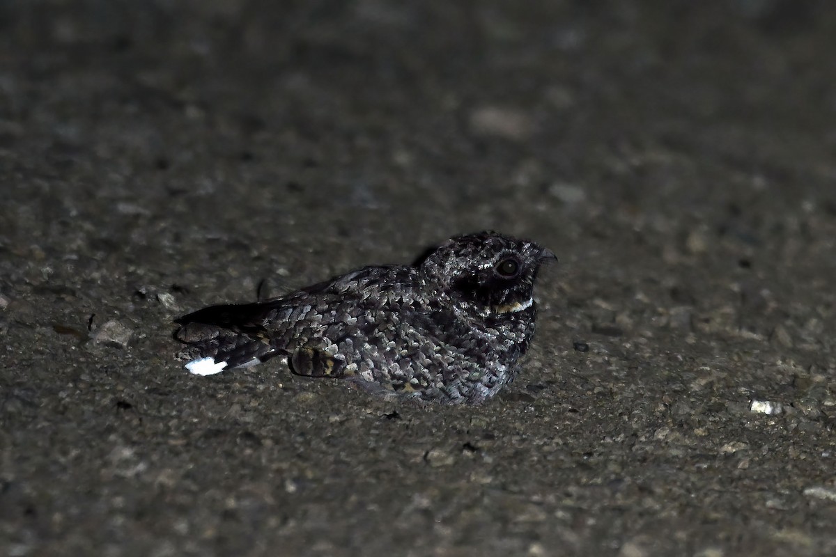 Common Poorwill - ML640207667