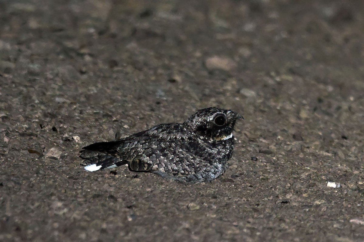 Common Poorwill - ML640207669