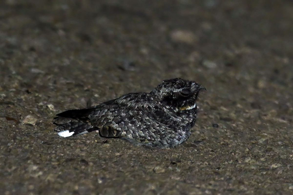 Common Poorwill - ML640207670