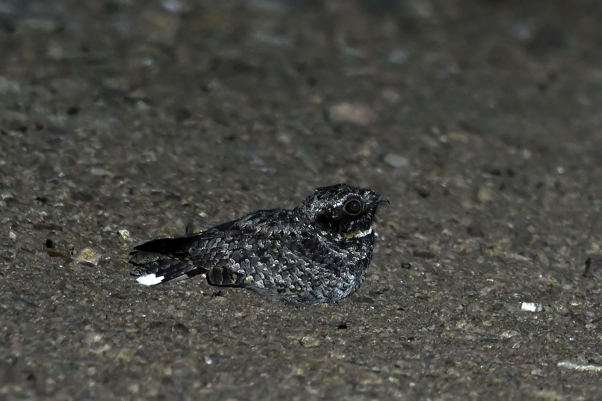 Common Poorwill - ML640207671