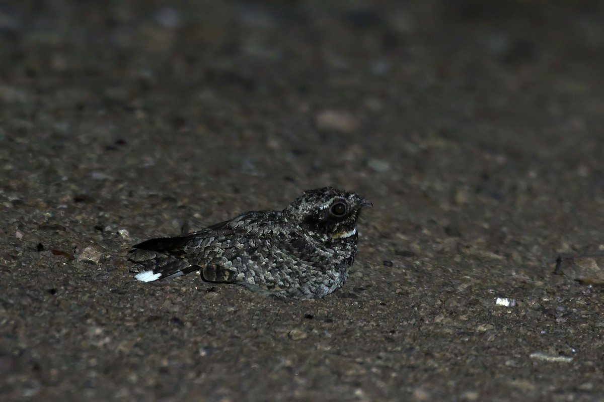 Common Poorwill - ML640207672