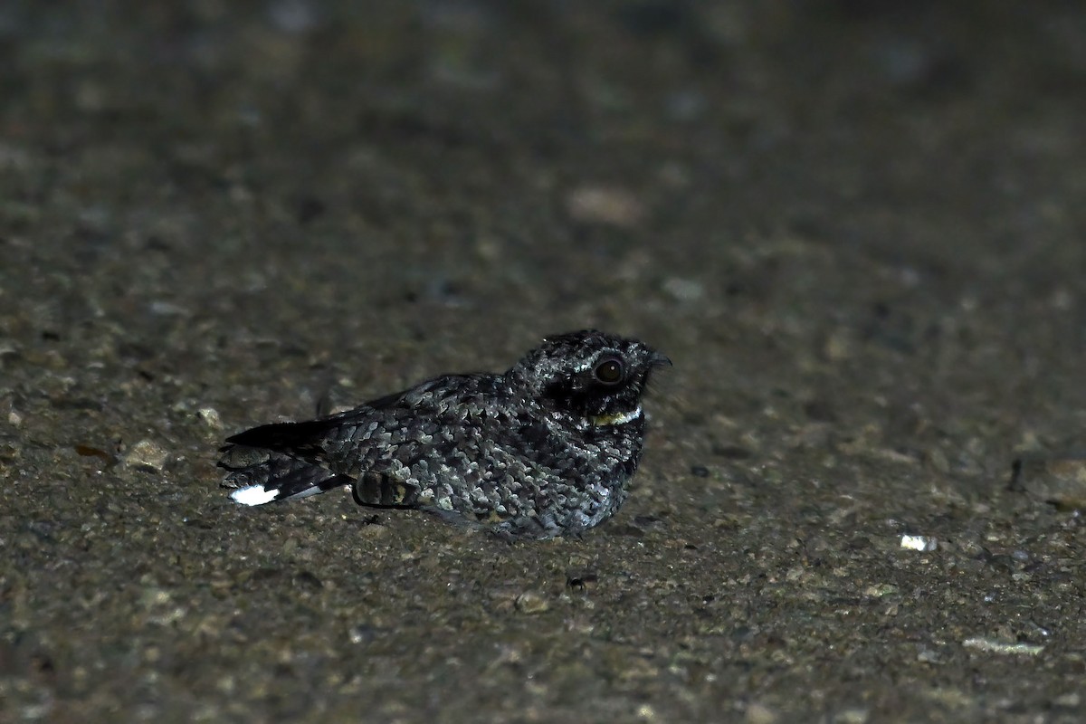 Common Poorwill - ML640207673