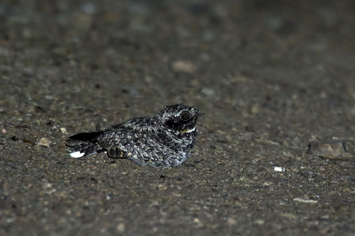 Common Poorwill - ML640207674