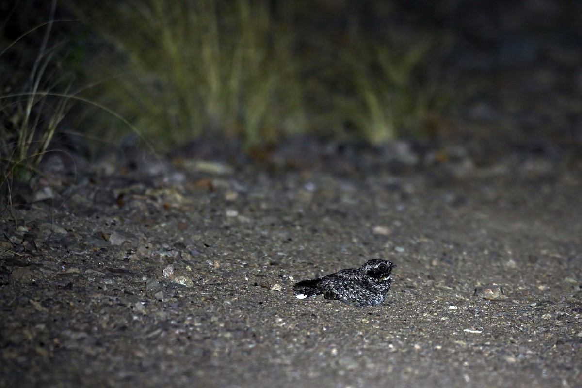 Common Poorwill - ML640207675
